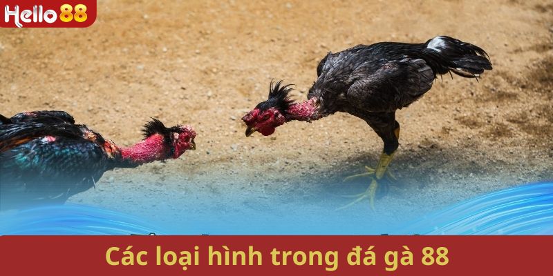 Tổng hợp các loại hình đá gà 88 phổ biến hiện nay