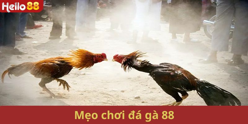 Kinh nghiệm khi tham gia cá cược đá gà 88 luôn thắng