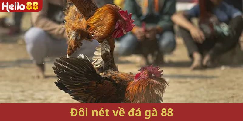 Đôi nét về bộ môn đá gà 88